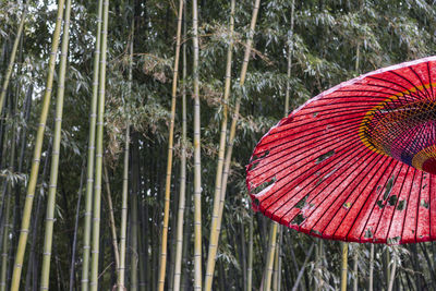View of trees in forest