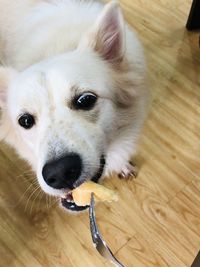 Close-up portrait of dog