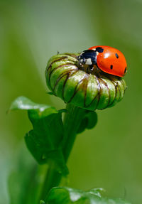 Close-up of ladybug on plant