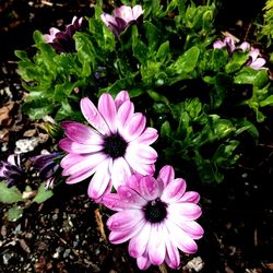 High angle view of pink flowers