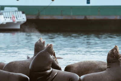 Seals in sea