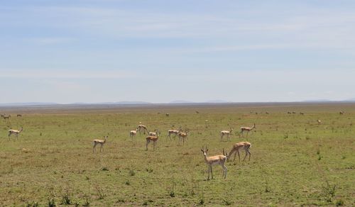 Flock of sheep in a field