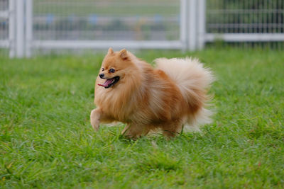 View of a dog on field