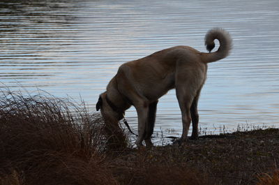 Horse by lake