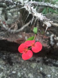 Close-up of red flowers