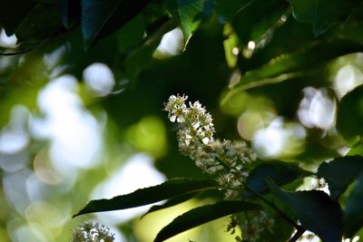 Close-up of flower on tree