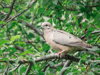 Bird perching on a branch