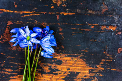 High angle view of purple flowering plant on table