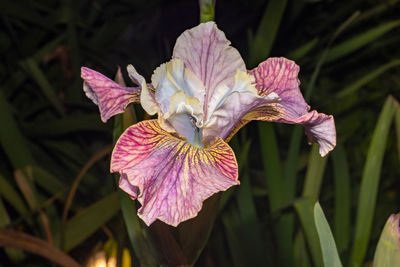 Close-up of flower