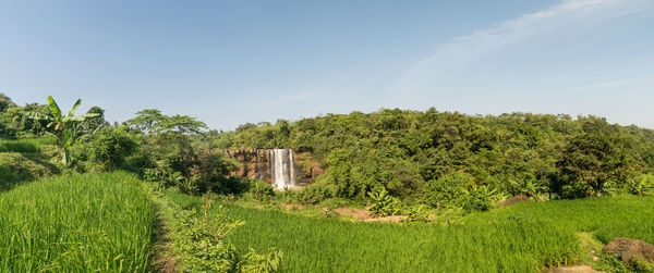 Plants and trees on field against sky