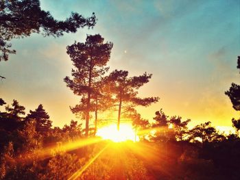 Sun shining through trees