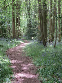 Scenic view of forest