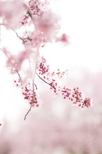 Close-up of pink cherry blossoms in spring