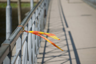 Close-up of orange leaf on railing