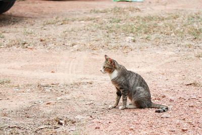 Cat sitting on land