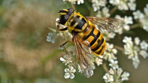 Close-up of bee pollinating on flower