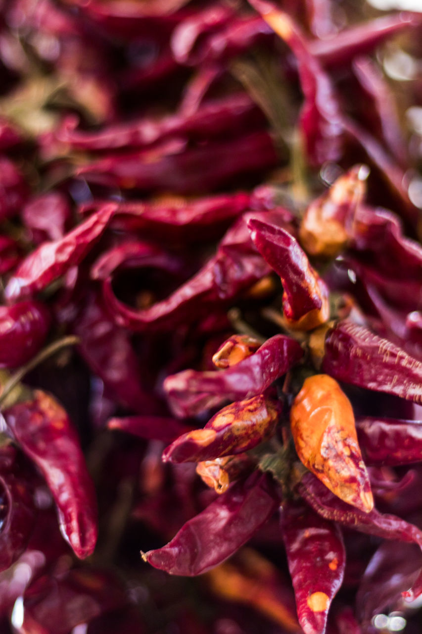 FULL FRAME SHOT OF RED CHILI FLOWERS