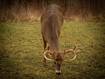 Deer grazing in a field