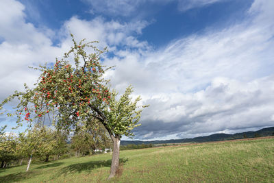 Tree on field against sky