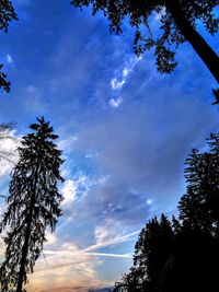 Low angle view of silhouette tree against sky