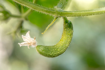 Close-up of green plant
