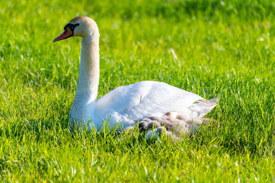 Side view of a bird on field