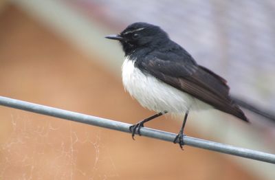 Close-up of willy wagtail bird perching on metal railing, australia 