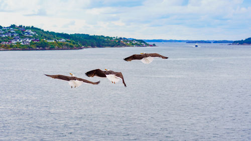 Flock of birds flying over sea