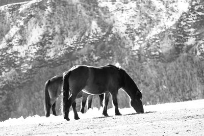 Horse standing in a field