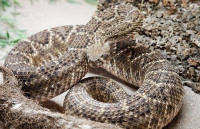 Close-up of snake