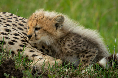 View of a cat on grass