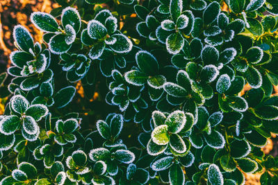 Full frame shot of succulent plant