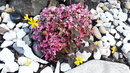 Close-up of yellow flowers blooming on rock