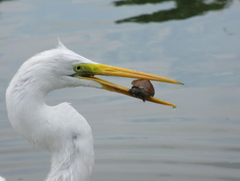 Close-up of crane hunted turtle at lake