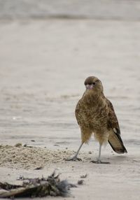 View of an animal on beach