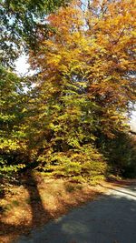 Road passing through forest