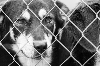 Portrait of dog seen through fence