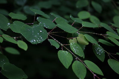 Close-up of wet plant leaves during rainy season