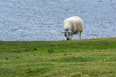 Sheep in a farm