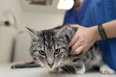 Close-up of tabby cat at home