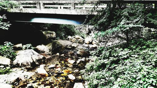 View of trees growing on riverbank