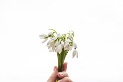 Close-up of hand holding plant against white background