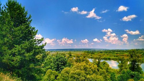 Scenic view of trees on field against sky