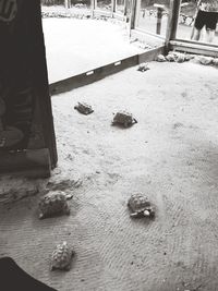 Low section of person standing on street in winter