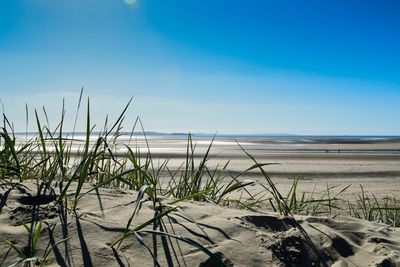 Plants growing on beach against blue sky