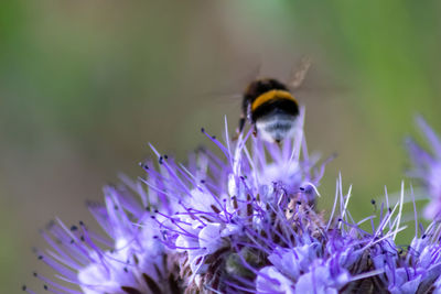 Close-up of bee pollinating on purple flower