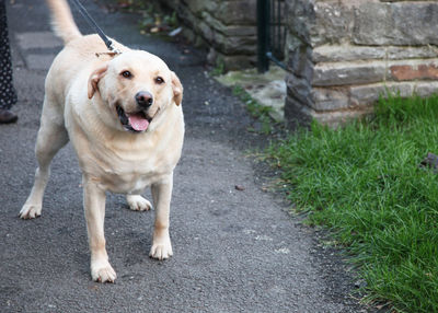 Portrait of dog on footpath