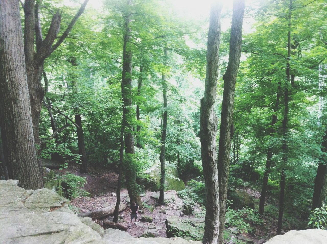 Whipps Ledges