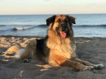 View of dog relaxing on beach