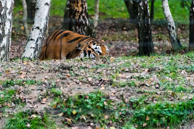 Cat on tree in forest